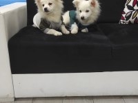 Saf 1 erkek ve 1 dişi köpeğimiz