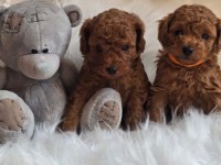 Tarçınlı Kurabiye Poodle