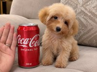 TEACUP 5 AYLIK 1500 GR POODLE