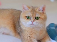 3.5 yaşında british shorthair kedisi