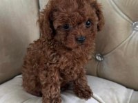 Toy Poodle Yavrularımız