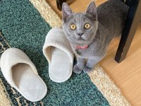 British shorthair 6 aylık dişi