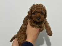 Toy poodle yavrularımız