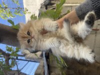 Anne Baba Şecereli Safkan Golden British Longhair