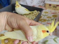 Yeme Düşmek Üzere Olan Sultan Yavrular