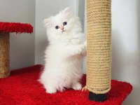 British Longhair Golden Point