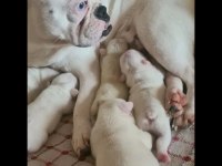 Maviş gözlü french bulldog bebekler