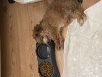 Yavru morkie eğitimli aşıları tam
