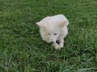 Alman Spitz Tatlı Dişi