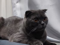 Yakışıklı scottish fold kedimiz Jax
