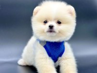 Sevimli Pomeranian Boo Yavrularımız
