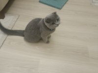 5 aylık erkek scottish fold