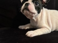 Yavru Dişi & Erkek French Bulldog