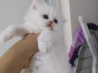 British longhair point dişi yavrum