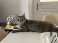 2 Yaşında Kısır Sevgi Bağımlısı Kedimiz