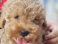 Poodle ayarında maltipoo
