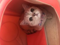 4 aylık british shorthair