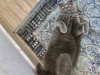 Uyumlu Sakin Scottish Fold Kızımız
