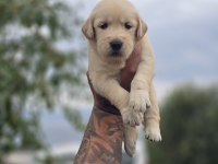 Golden Retriever Yavruları