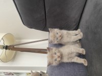 6 gold yavrum scottish fold