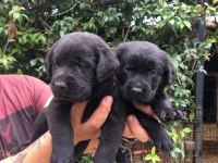 Labrador yavrular