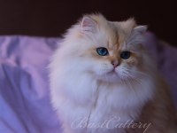 British Longhair Erkek 3.5 Yaşında ny1133