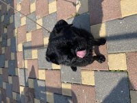 2 yaşındaki yakışıklı pug oğlumuz browni