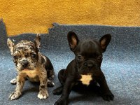 French bulldog yavrularımız ırk garantilidir