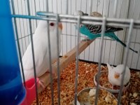 Ev üretimi albino muhabbet kuşlar mevcuttur