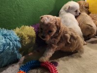 ORJİNAL MALTİPOO YAVRULAR