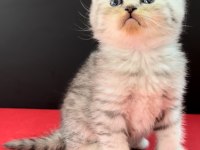 33 YILLIK CANPETTE BRİTİSH SHORTHAİR YAVRULARI