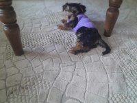 3 Aylık Dişi Oyuncu Yorkshire Terrier