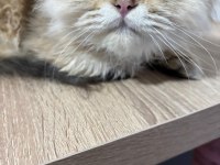 British longhair golden