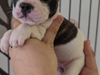 Ev Ortamında Bakılan Renkli Gözlü French Bulldog Yavrularım