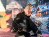 Coco blue tan fluffy carrier french bulldog