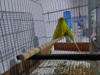 Satılık muhabbet kuşları