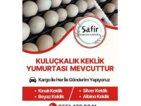 KULUÇKALIK KINALI-BEYAZ-SİLVER-ALBİNO KEKLİK YUMURTASI