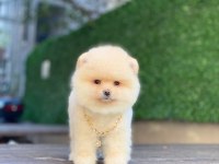 Pomeranian Boo