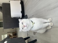 7 Aylık Blue Point Scottish Fold Yeni Yuvasını Arıyor
