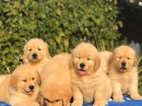 GOLDEN RETRİEVER PUPPY