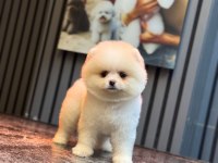 Ayıcık Surat Pomeranian Boo Bebekler