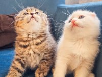 Yüzde yüz safkan scottish fold yavrular