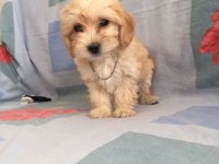 MALTİPOO CAN DOSTLAR