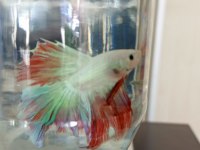 Betta Balığı