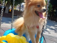 1 yaşında pomeranian ömürlük yuvasını arıyor