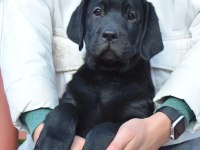 TÜRKİYENİN EN ÖZEL ÇİFLİĞİNDEN LABRADOR YAVRULARI 