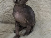 Naked Beauty Sphynx Cattery Yavru Kediler