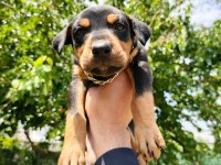 A kalite doberman yavruları