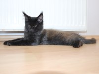 Şampiyonlar torunu şampiyon adayı Maine Coon yavrular