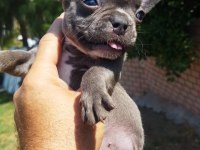 En güzel blue fransız bulldog kız